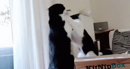 黑白猫是什么品种-黑白渐层猫是什么品种 黑白猫是什么品种-黑白渐层猫是什么品种