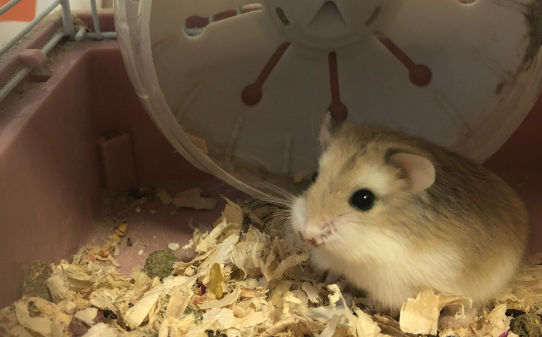 仓鼠吃火龙果有什么好处