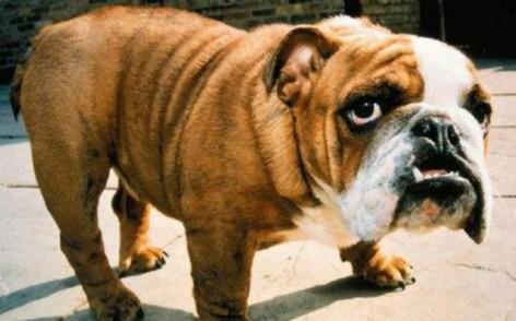 世界100禁养猛犬排行榜:排行前十的禁养犬类有哪些
