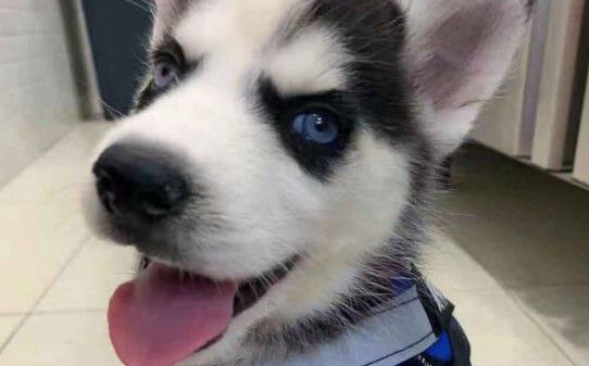 哈士奇犬的体貌特征