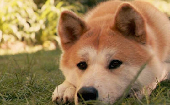 狗狗伤口生蛆怎么办