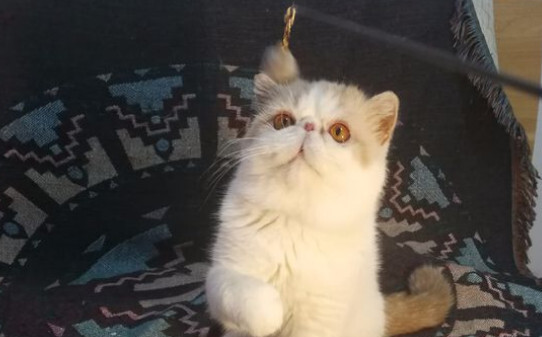 猫咪交配的知识猫咪交配要注意什么