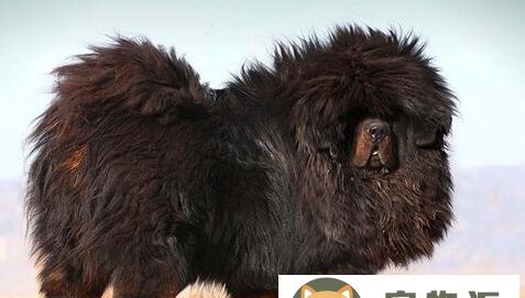 一只纯种小藏獒多少钱-藏獒幼仔在什么价位