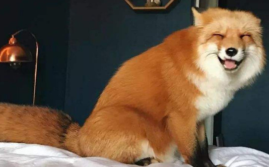狐狸怎么养好养吗认主人吗