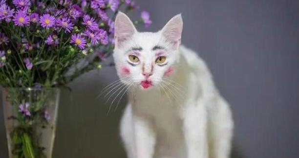养猫对孩子的巨大危害-家里有小孩能养猫吗
