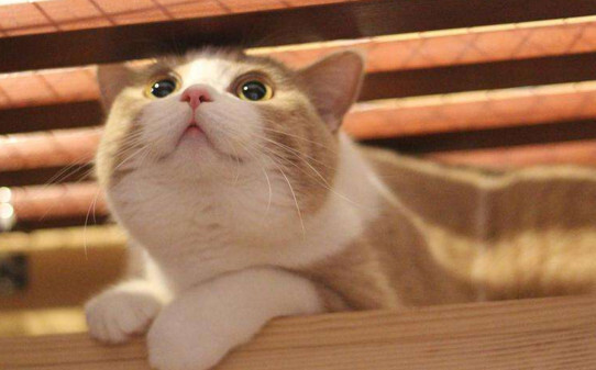 人受到猫咪惊吓过后有哪些表现
