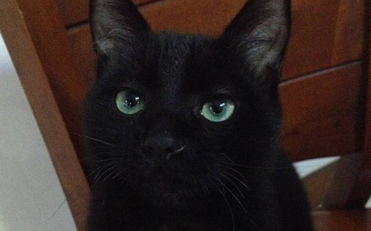 家里养只猫有什么说法