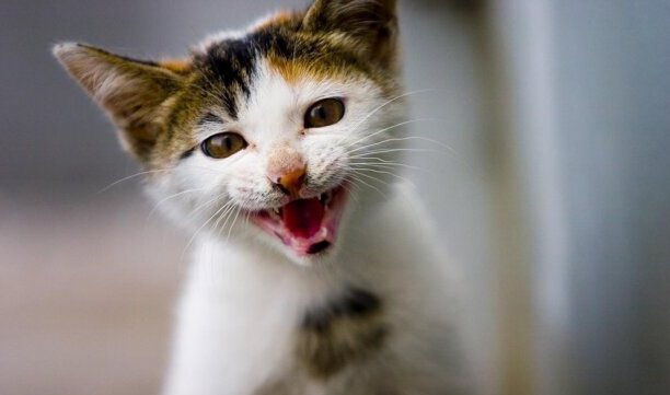 怎么分辨猫咪中毒-小猫不能吃的十种食物 怎么分辨猫咪中毒-小猫不能吃的十种食物