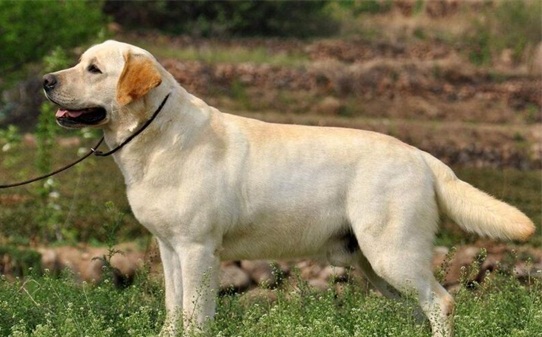 有关狗和犬的区别