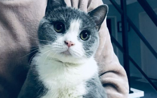 猫咪发烧有什么症状 猫咪发烧有什么症状