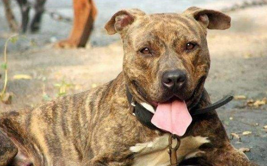 虎斑犬最佳配对 虎斑犬最佳配对