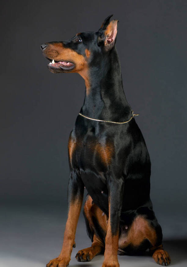 杜宾犬价格多少钱一只-杜宾犬代表什么