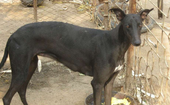 灵缇犬为啥跑累了不会停