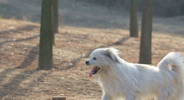比较适合在家养的小型犬京巴狗-北京小型犬的品种