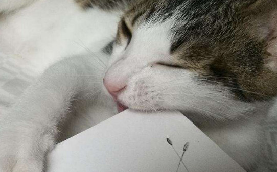 猫咬人代表什么