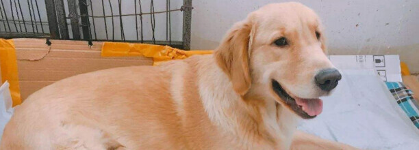 母犬怀孕初期表现 母犬怀孕初期表现