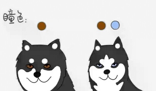 阿拉斯加犬要多少钱一只-养一只阿拉斯加多少钱