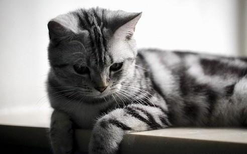 猫癣初期是什么样子的猫长猫藓是什么样子