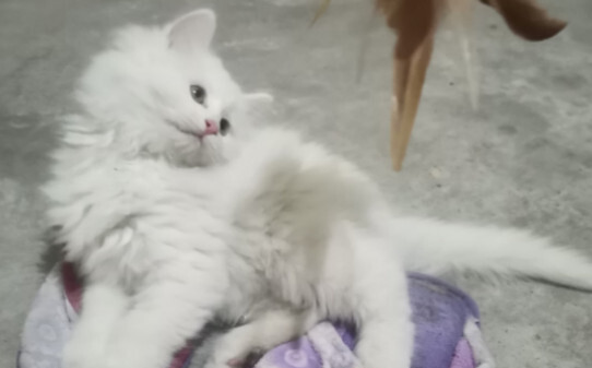猫为什么会被气死 猫为什么会被气死