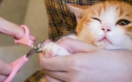 如何正确的给猫咪剪指甲