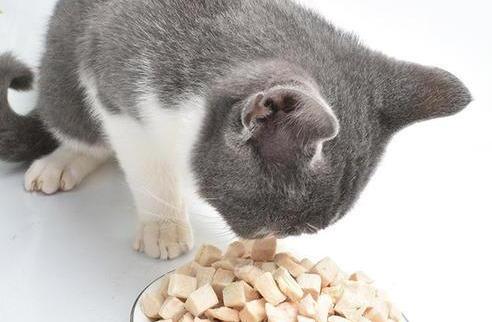 猫咪爱吃鱼它们会被鱼刺卡到吗-小猫会不会在吃鱼的时候被鱼刺卡到 猫咪爱吃鱼它们会被鱼刺卡到吗-小猫会不会在吃鱼的时候被鱼刺卡到