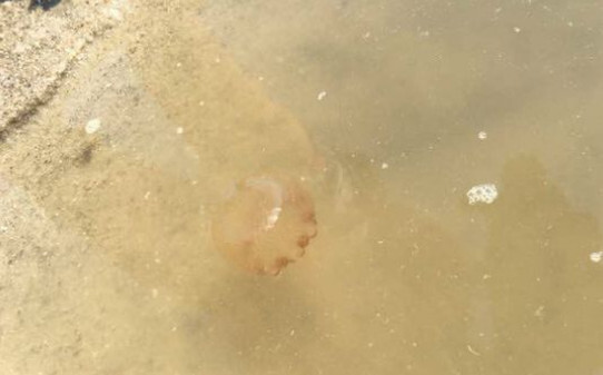 水母喜欢吃什么