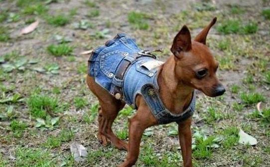 小鹿犬难养吗