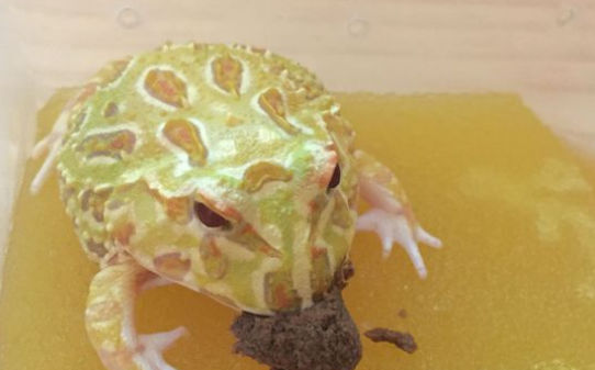 角蛙受伤怎么办 角蛙受伤怎么办