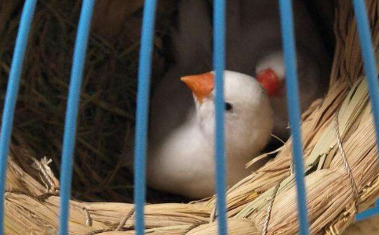 怎么训练珍珠鸟上手
