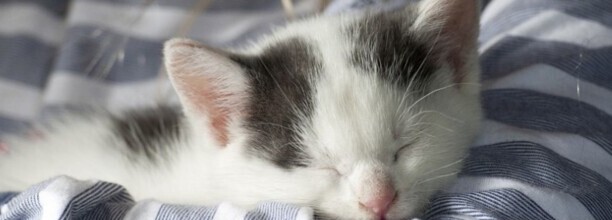 一个多月的幼犬几天就认主了 一个多月的幼犬几天就认主了