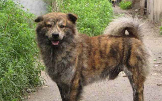 虎斑犬最佳配对 虎斑犬最佳配对
