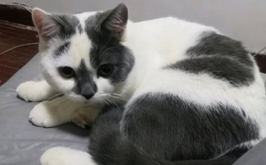 猫薄荷正确使用方法
