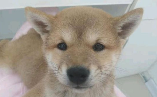 犬瘟症状