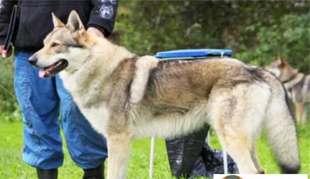 捷克狼犬6000元贵吗-大狼狗是什么品种多少钱一头