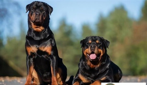 罗威纳犬的优缺点有哪些-罗威纳训练的优缺点