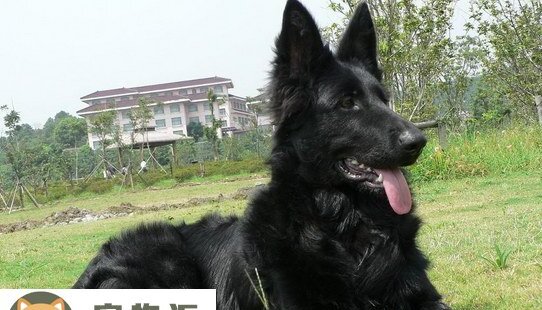比利时牧羊犬价格是多少-关于比利时牧羊犬的价格