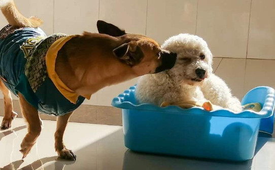母犬怀孕初期表现 母犬怀孕初期表现