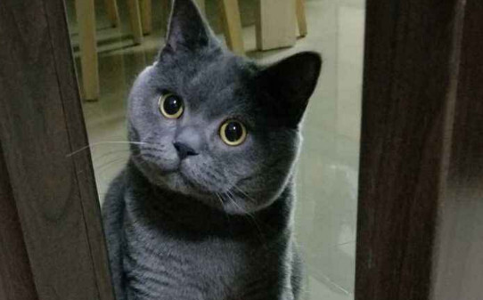 猫拆完线还要戴几天圈