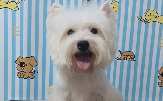 西高地白梗犬vs马尔济斯犬