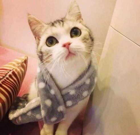 如何驱赶野猫让它不再来-家里来个流浪猫就是赶不走怎么办