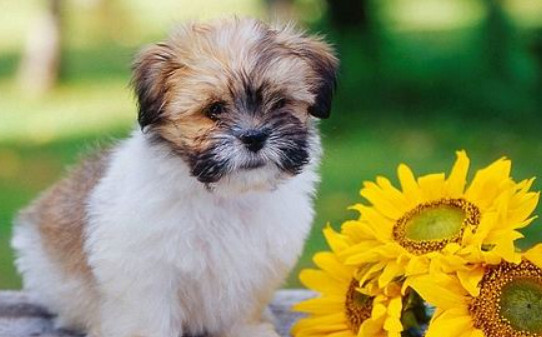 拉萨犬怎么训 拉萨犬怎么训