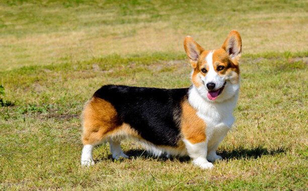 中小型犬-中小型犬品种大全
