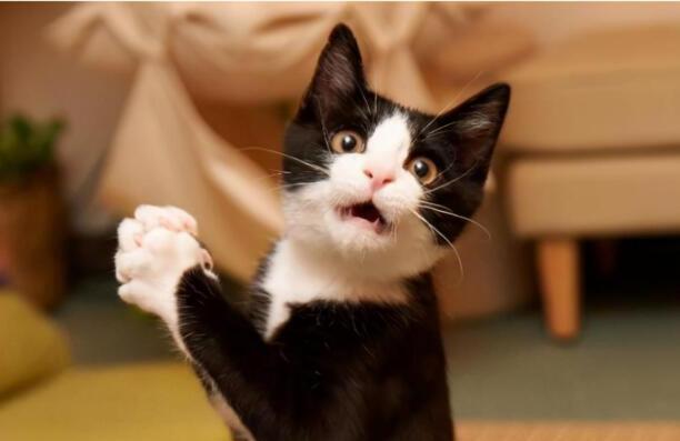 猫咪爱吃鱼它们会被鱼刺卡到吗-小猫会不会在吃鱼的时候被鱼刺卡到 猫咪爱吃鱼它们会被鱼刺卡到吗-小猫会不会在吃鱼的时候被鱼刺卡到