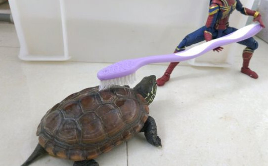 乌龟白眼病眼睛睁不开了