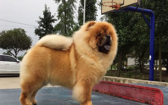 松狮为什么咬人
