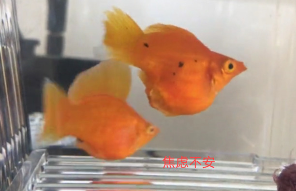 皮球鱼怎么判断是不是快生了 皮球鱼怎么判断是不是快生了