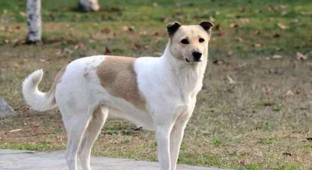 中华田园犬智商排名-中华田园犬智商排名第几 中华田园犬智商排名-中华田园犬智商排名第几