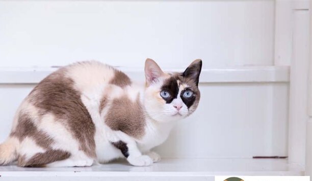 短脚猫-短脚猫多少钱一只