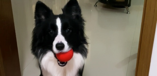 纯种边境牧羊犬价格-边牧犬价格大概多少钱一只