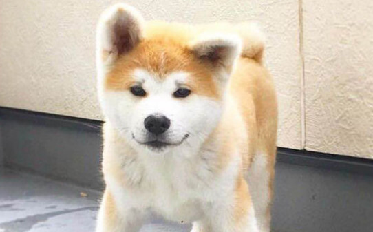 秋田为什么禁养 秋田为什么禁养
